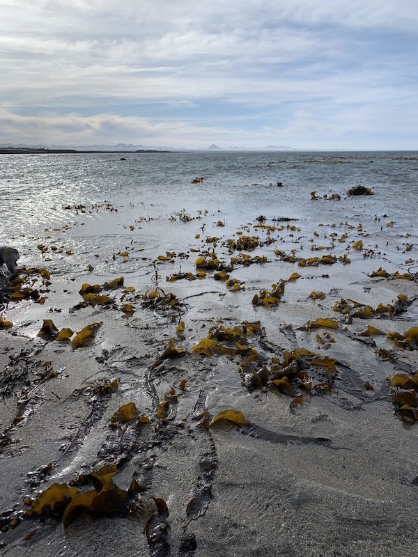 Iceland seaweed